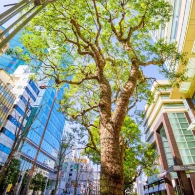 Large tree with lush green leaves surrounded by modern buildings.