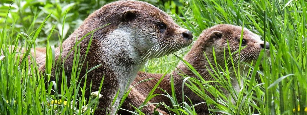 otter, animals, water, nature, meadow, maintenance, quiet, wild